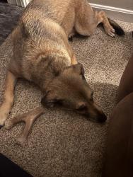 Reunited Female Dog last seen Renschler Forest park, Hamilton, OH 45015