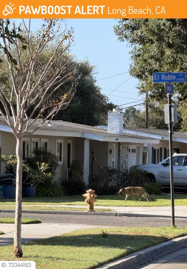 Found/Stray Unknown Dog last seen Studebaker / Atherton, Long Beach, CA 90815