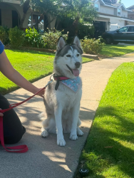 Found/Stray Female Dog last seen Bastenchury, Placentia, CA 92870