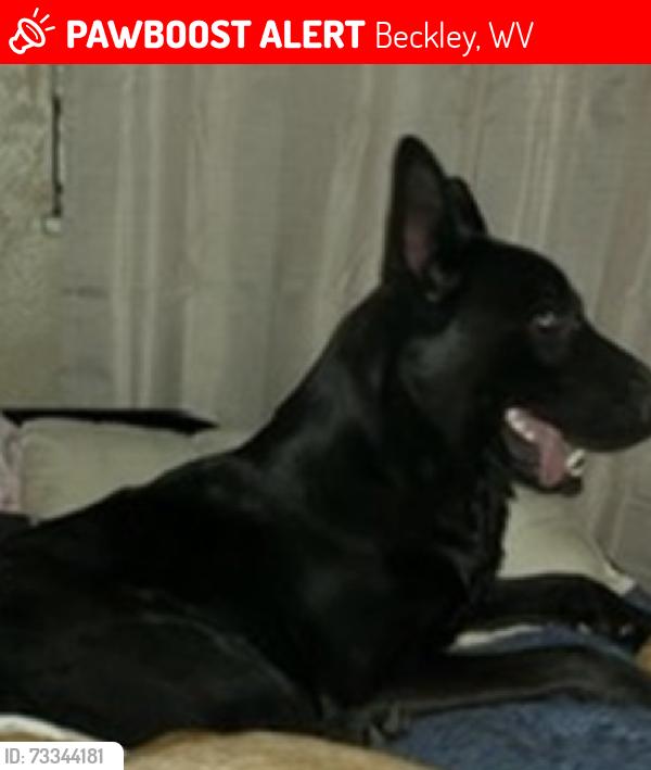 Lost Male Dog last seen East park Beckley, Beckley, WV 25801