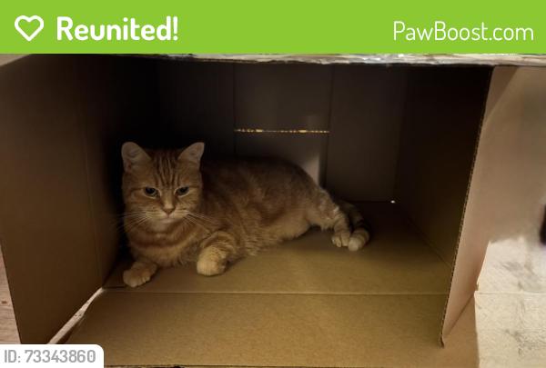 Reunited Female Cat last seen Dundas St w and St Clarens Ave, Toronto, ON 