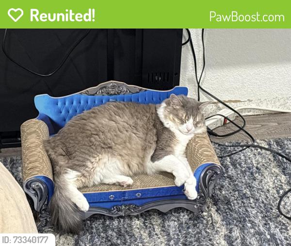 Reunited Female Cat last seen Belleview Ave, and S Simms St, Littleton, CO 80127