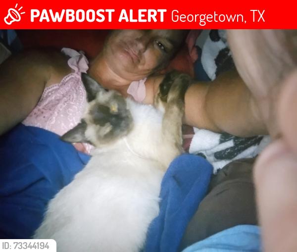 Lost Female Cat last seen Fm 972 and i35, Georgetown, TX 78626