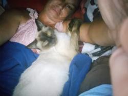 Lost Female Cat last seen Fm 972 and i35, Georgetown, TX 78626