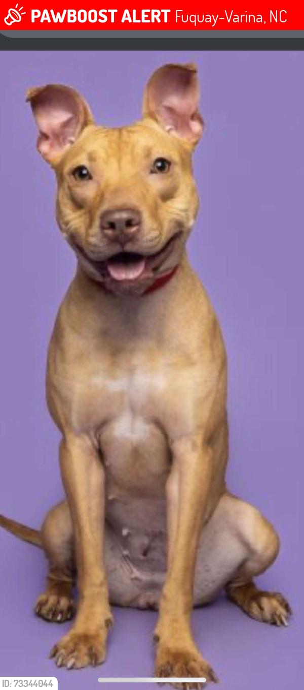 Lost Female Dog last seen Old stage rd and NC 42, Fuquay-Varina, NC 27592