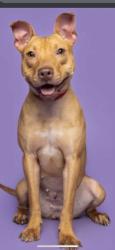 Lost Female Dog last seen Old stage rd and NC 42, Fuquay-Varina, NC 27592