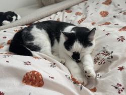 Reunited Female Cat last seen Bowen Cooke Avenue Perton, Perton, England WV6 7YG