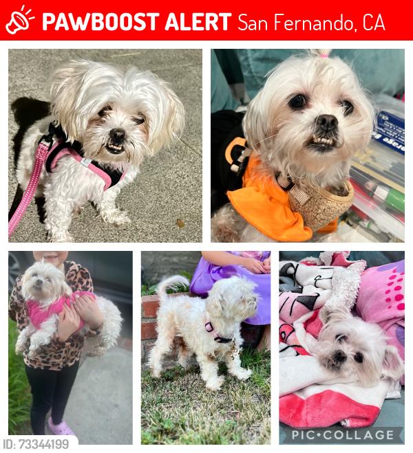 Lost Female Dog last seen Harding and Mountain View, San Fernando, CA 91340
