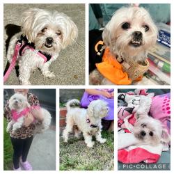 Lost Female Dog last seen Harding and Mountain View, San Fernando, CA 91340