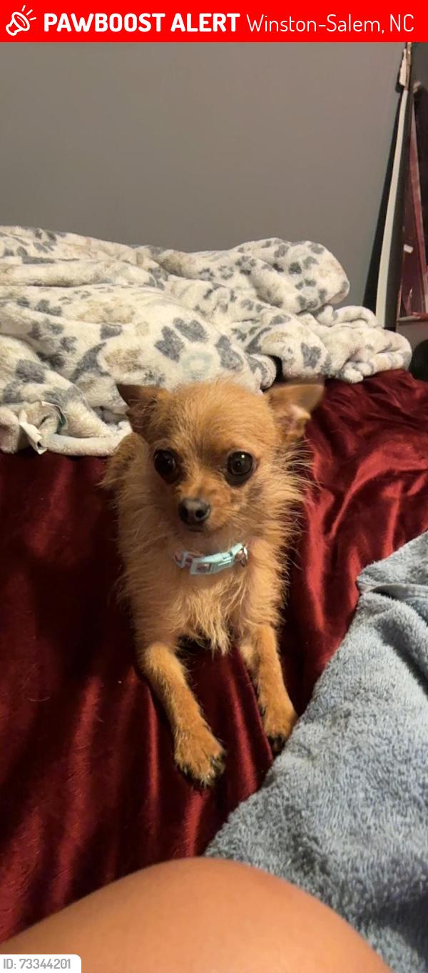 Lost Female Dog last seen verdun st, Winston-Salem, NC 27107