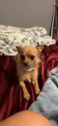 Lost Female Dog last seen verdun st, Winston-Salem, NC 27107