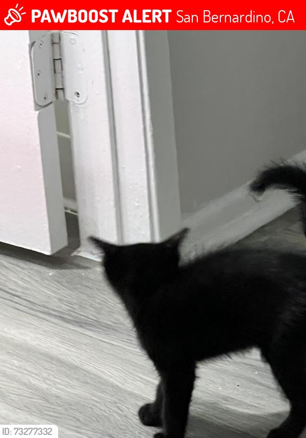 Lost Unknown Cat last seen University Parkway, San Bernardino, CA 92405