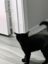Lost Unknown Cat last seen University Parkway, San Bernardino, CA 92405