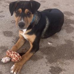 Shelter Stray Male Dog last seen , 1500 Idalia Rd NE, Bernalillo, NM 87004, USA