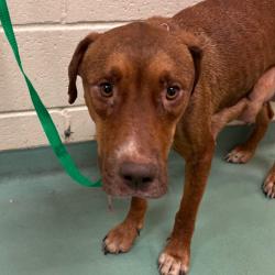 Shelter Stray Female Dog last seen , 2350 Appling City Cove, Memphis, TN 38133, USA