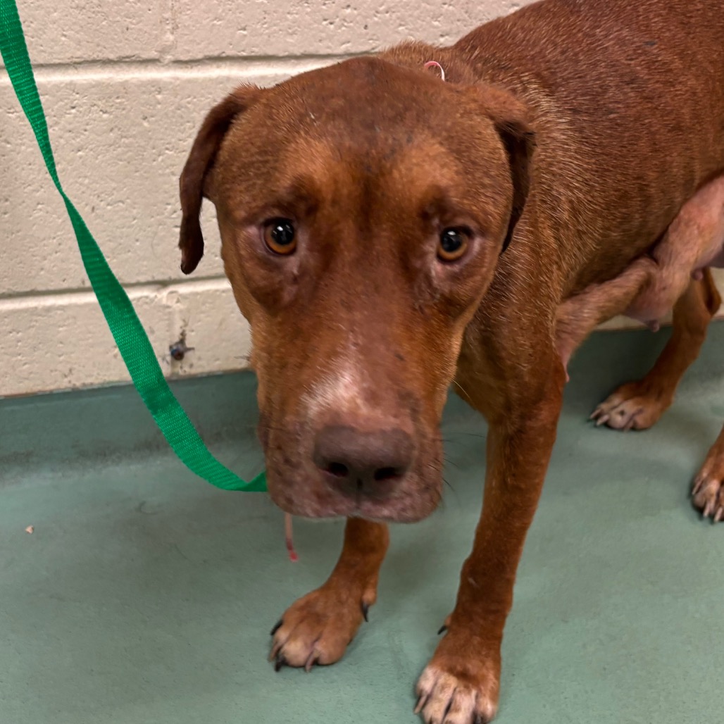 Shelter Stray Female Dog last seen , 2350 Appling City Cove, Memphis, TN 38133, USA