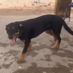 Shelter Stray Male Dog last seen , 1500 Idalia Rd NE, Bernalillo, NM 87004, USA