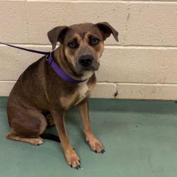 Shelter Stray Female Dog last seen , 2350 Appling City Cove, Memphis, TN 38133, USA