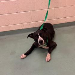 Shelter Stray Female Dog last seen , 2350 Appling City Cove, Memphis, TN 38133, USA