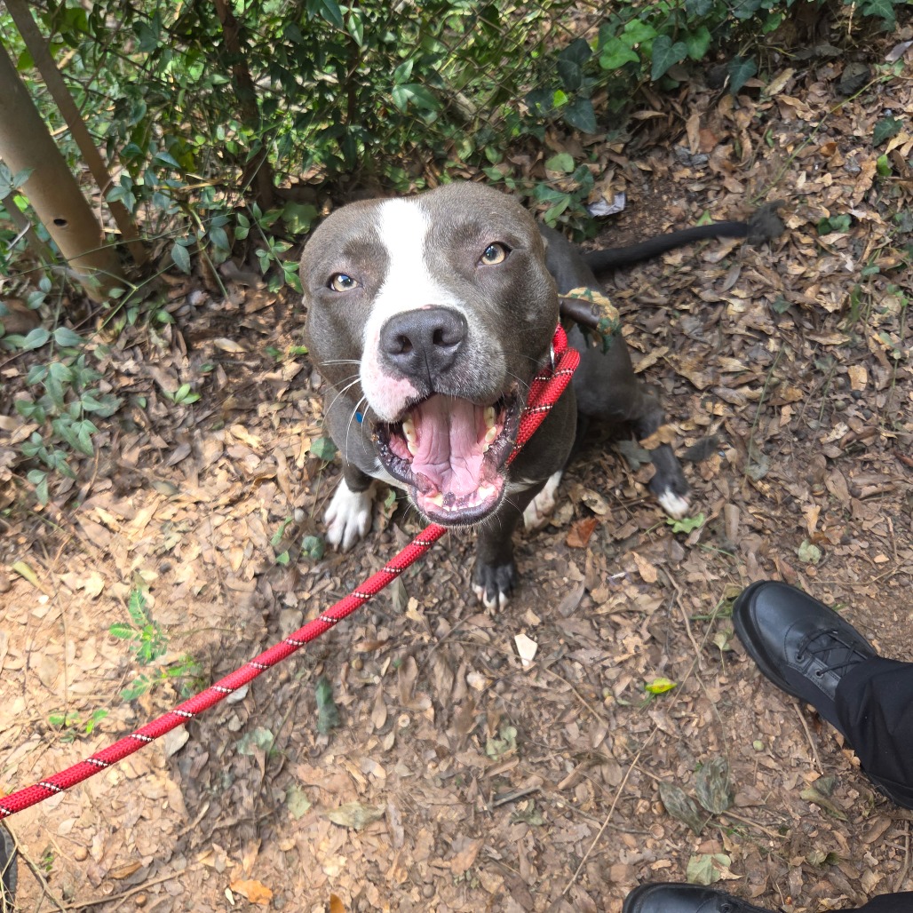 Shelter Stray Male Dog last seen , 4900 Milgen Rd, Columbus, GA 31907, USA