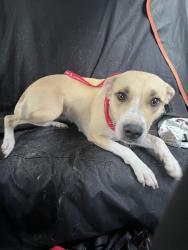 Found/Stray Female Dog last seen Near, Tomball, TX 77375