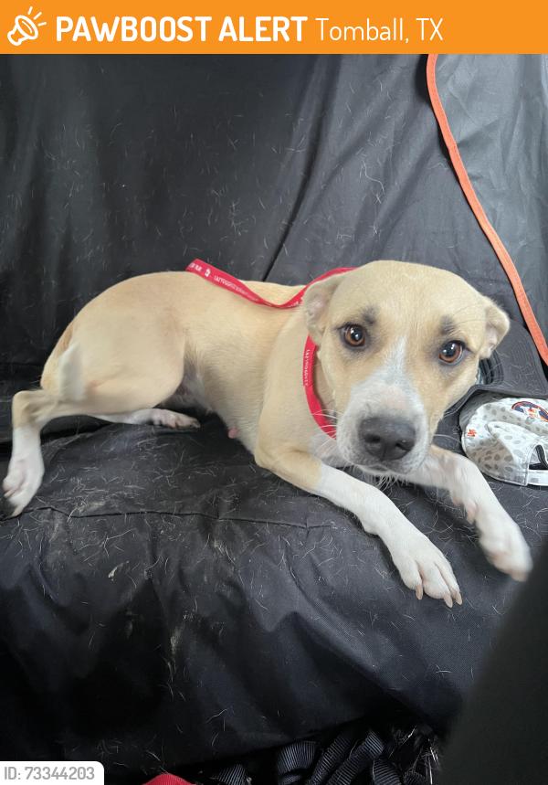 Found/Stray Female Dog last seen Near, Tomball, TX 77375