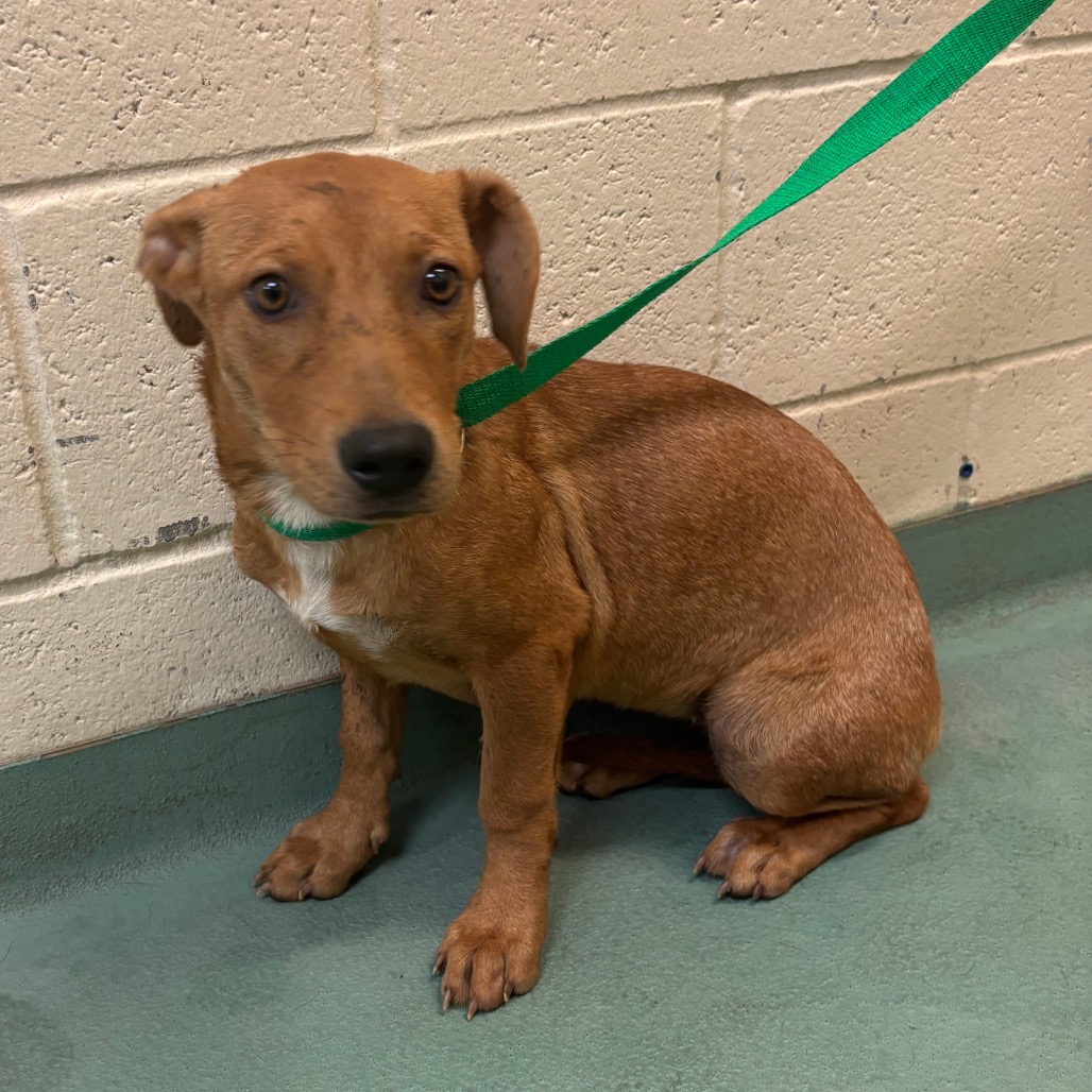 Shelter Stray Female Dog last seen , 2350 Appling City Cove, Memphis, TN 38133, USA