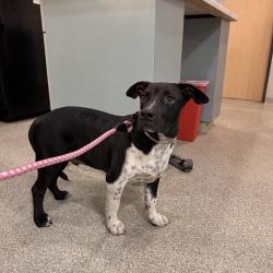 Shelter Stray Male Dog last seen , 8464 Beach Blvd, Jacksonville, FL 32216, USA
