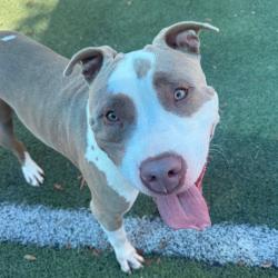 Shelter Stray Male Dog last seen , 2350 Appling City Cove, Memphis, TN 38133, USA