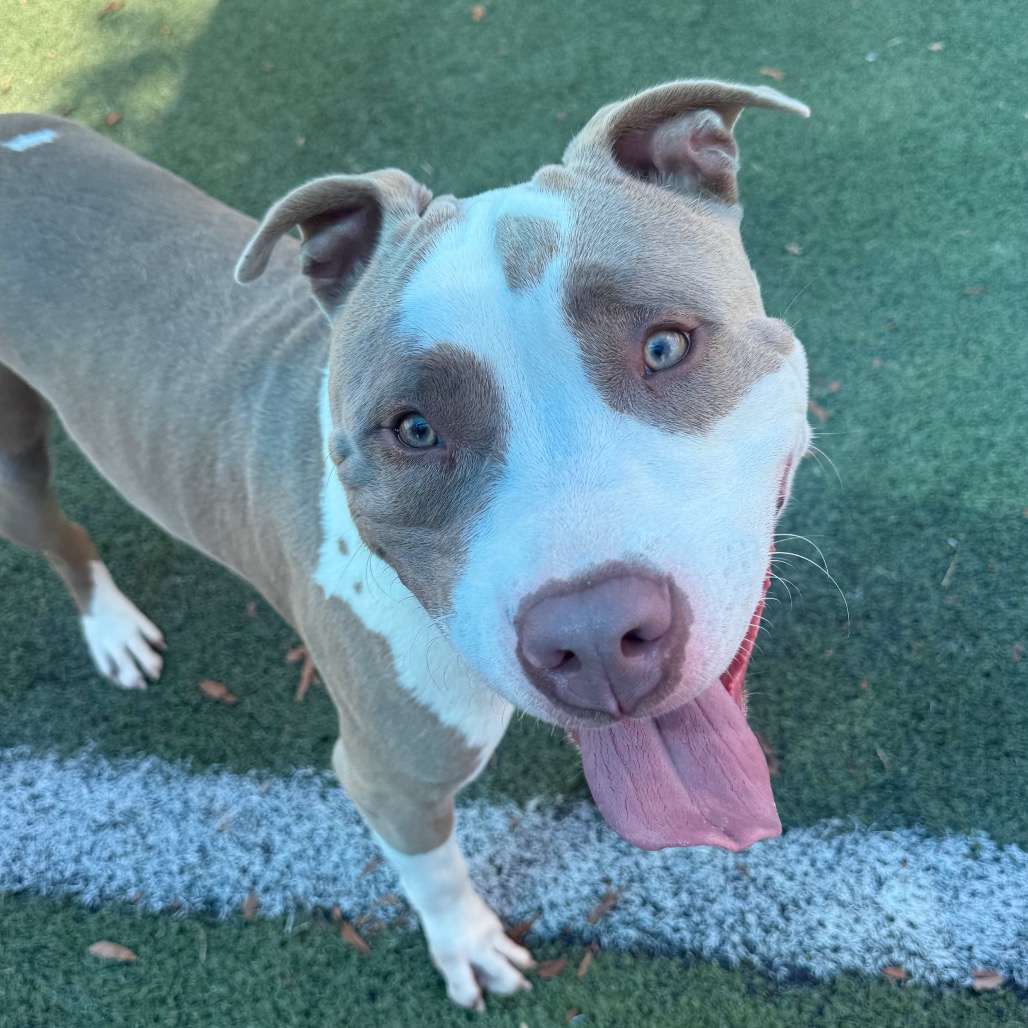 Shelter Stray Male Dog last seen , 2350 Appling City Cove, Memphis, TN 38133, USA
