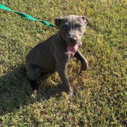 Shelter Stray Female Dog last seen , 2350 Appling City Cove, Memphis, TN 38133, USA