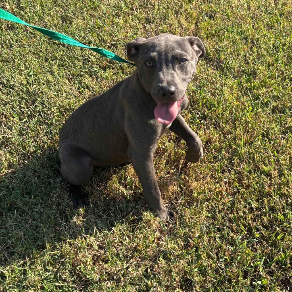 Shelter Stray Female Dog last seen , 2350 Appling City Cove, Memphis, TN 38133, USA