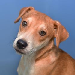 Shelter Stray Male Dog last seen , 3173 K-68 Hwy, Ottawa, KS 66067, USA