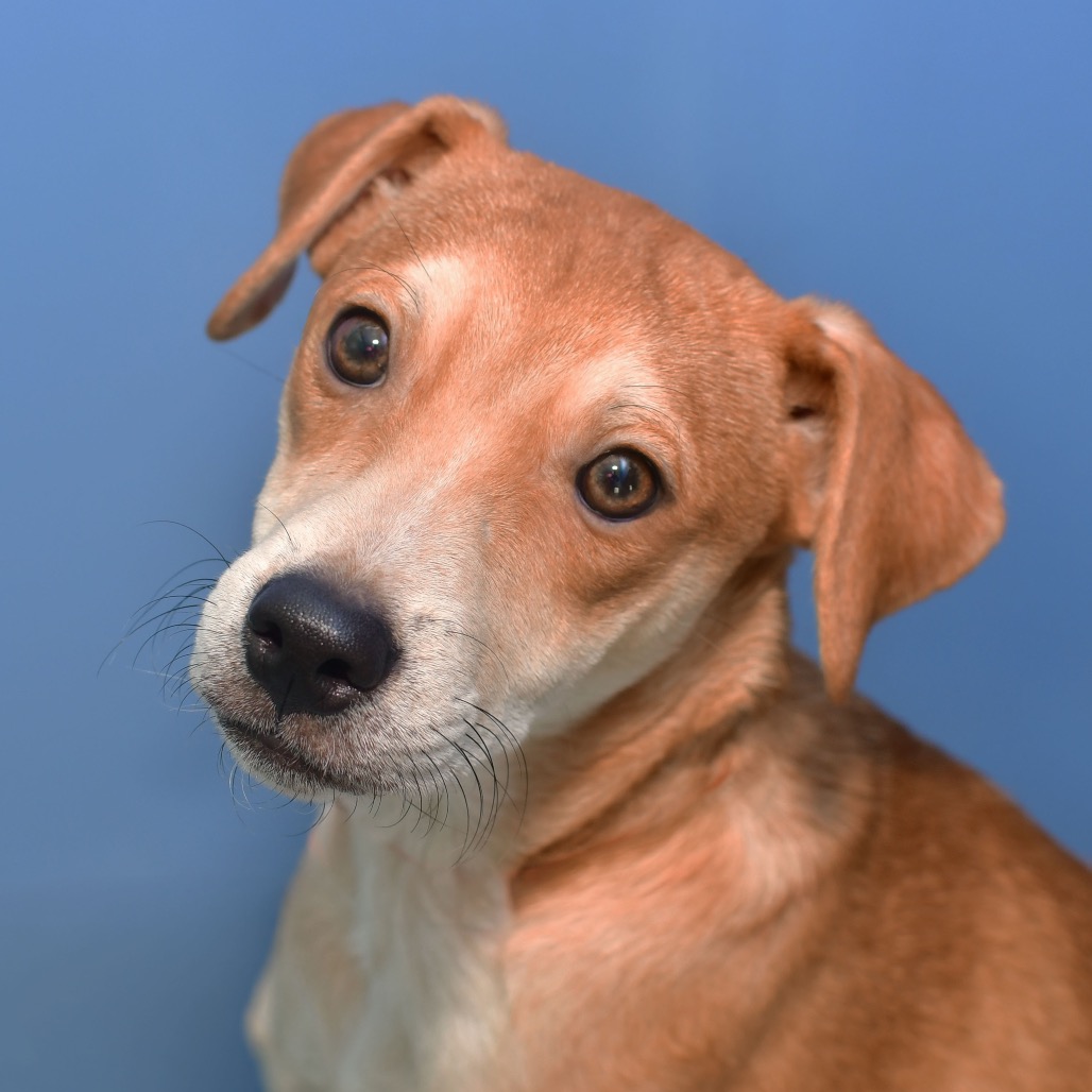 Shelter Stray Male Dog last seen , 3173 K-68 Hwy, Ottawa, KS 66067, USA