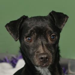 Shelter Stray Male Dog last seen , 3173 K-68 Hwy, Ottawa, KS 66067, USA