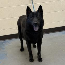 Shelter Stray Female Dog last seen , 2350 Appling City Cove, Memphis, TN 38133, USA