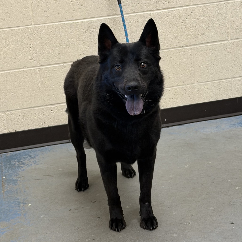 Shelter Stray Female Dog last seen , 2350 Appling City Cove, Memphis, TN 38133, USA