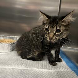Shelter Stray Female Cat last seen , 980 Guilford College Rd, Greensboro, NC 27409, USA