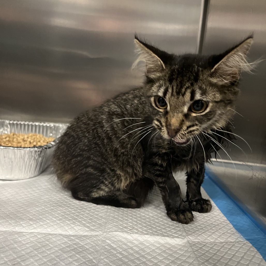 Shelter Stray Female Cat last seen , 980 Guilford College Rd, Greensboro, NC 27409, USA