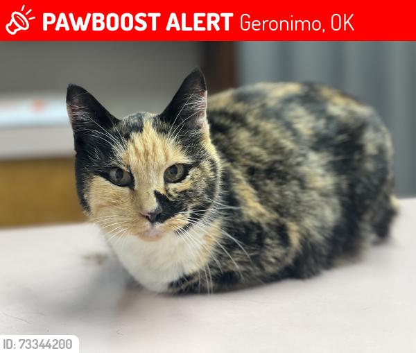 Lost Female Cat last seen Geronimo ok … Minnesota and Honeywell intersection, Geronimo, OK 73543