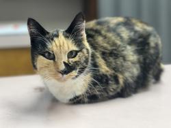 Lost Female Cat last seen Geronimo ok … Minnesota and Honeywell intersection, Geronimo, OK 73543