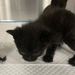 Shelter Stray Unknown Cat last seen , 980 Guilford College Rd, Greensboro, NC 27409, USA