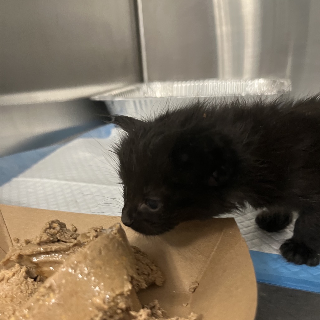 Shelter Stray Unknown Cat last seen , 980 Guilford College Rd, Greensboro, NC 27409, USA