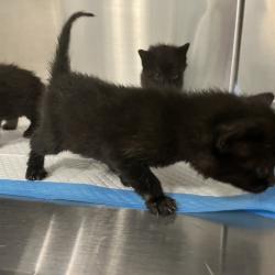 Shelter Stray Unknown Cat last seen , 980 Guilford College Rd, Greensboro, NC 27409, USA