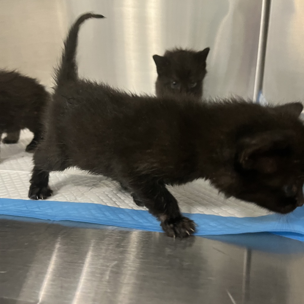 Shelter Stray Unknown Cat last seen , 980 Guilford College Rd, Greensboro, NC 27409, USA