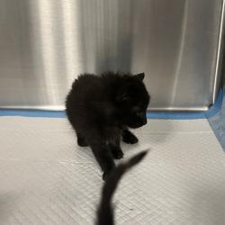 Shelter Stray Unknown Cat last seen , 980 Guilford College Rd, Greensboro, NC 27409, USA
