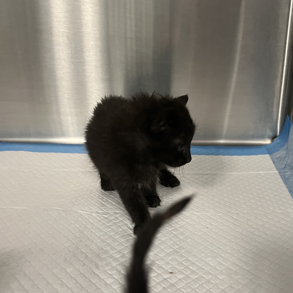 Shelter Stray Unknown Cat last seen , 980 Guilford College Rd, Greensboro, NC 27409, USA