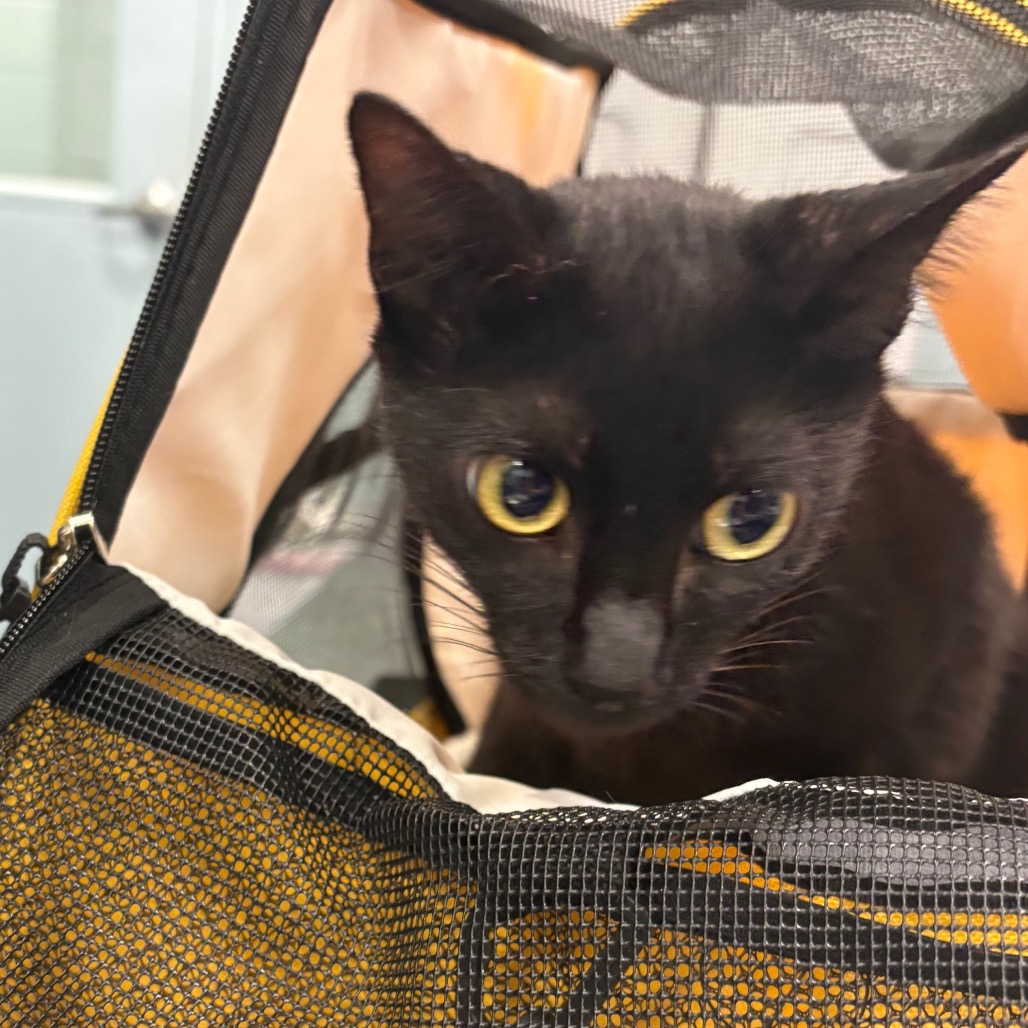 Shelter Stray Female Cat last seen , 980 Guilford College Rd, Greensboro, NC 27409, USA