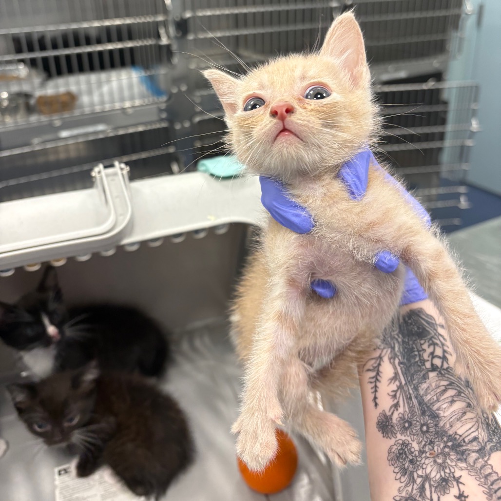 Shelter Stray Male Cat last seen , 980 Guilford College Rd, Greensboro, NC 27409, USA