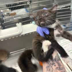 Shelter Stray Male Cat last seen , 980 Guilford College Rd, Greensboro, NC 27409, USA